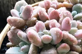 多肉植物四季浇水口诀，理解透彻，想养死都不容易图片
