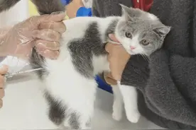 医生给猫咪量体温，小家伙生无可恋相：生活百般滋味，我只能笑对图片