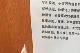 “快送孩子上学，别耽误它考清华！”你的猫在背着你偷偷玩电脑图片
