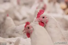 肉鸡饲料中草药组方（核心资料）增体重,改善肉鸡品质！图片