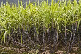 甘蔗种植管理中，主要病虫害及防治技术，确保甘蔗质量图片