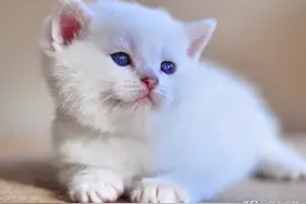 小奶猫为什么这么可爱图片