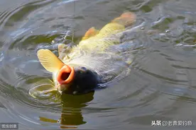我用这套系列钓法和饵料，轻松夺得坑冠，奉上作钓过程供钓友参考图片