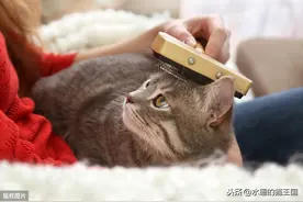 如何让猫咪爱梳毛？如何让猫奴清理猫毛不再头疼？给猫梳毛技巧篇图片