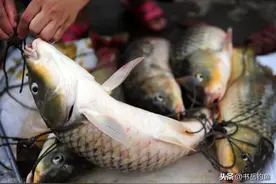 三十余年未枯竭的矿坑，钓获二十斤的巨物鲤鱼，当地村民却说太小图片