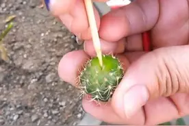 仙人球扎个洞，插在“树枝”上，长满小球球，开成小花树图片