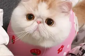 萌萌哒的小猫咪，你们喜欢吗？图片