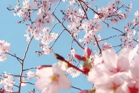 “云”看樱花，樱花可以有多美？图片