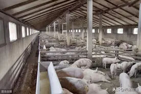 养猪技术7大宝典，新手养猪朋友一定要掌握图片