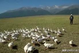 公鸡是我国人民治蝗的主力军，它们和蝗虫作战的样子好帅图片
