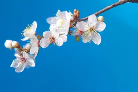 桃花开了，春日里，你想起了谁？图片
