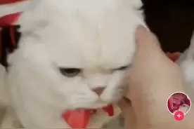 4.4亿点赞的猫咪长啥样？图片