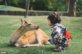 看小鹿不要只去奈良了！明明这里的小鹿更精神图片