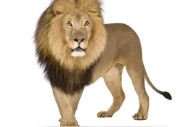 狮子是群居动物，那么狮群是怎么构成的？雄狮和雌狮如何分工？图片