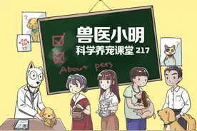 猫咪受伤该如何进行搬运？不正确的姿势，容易造成二次伤害图片