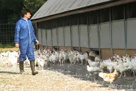 “火箭蛋”刚再现，山东H5N8禽流感来作怪！养殖户如何应对？图片