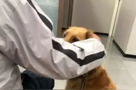 狗狗找隔壁陌生大叔撒娇，主人牵着绳子坐在一旁，尴尬得像偷狗的图片
