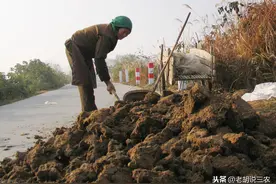 鸡粪曾是农业的功臣，现在怎么用得少了？原来鸡粪有“六大弊端”图片