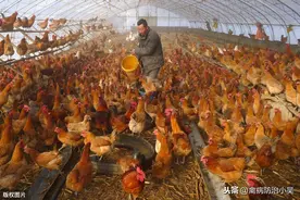 鸡白痢对养鸡行业的危害正在持续，教你一招，养鸡不用再担心图片