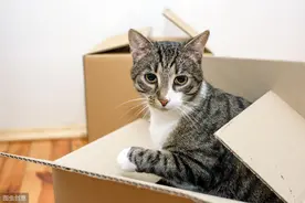 猫咪为何钟爱纸箱？因为纸箱有4重功能，几百块的窝都比不上图片