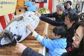 日本西宫神社供奉“金枪鱼财神”，民众抢贴金求财运图片