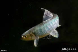 北京地区马口列入禁止食用范围，安徽部分地区禁钓，钓鱼要注意！图片