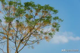 苦楝树以前当柴烧，现在却成“宝贝树”，有很多作用，你了解吗？图片