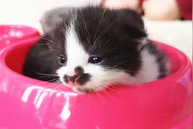 医院里的猫妈妈生产了，小奶猫乖乖竖起小脚掌，和大家打了个招呼图片