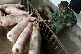 养猪规模场之争愈演愈烈，散户的出路是啥？业内人士：2条路可选图片