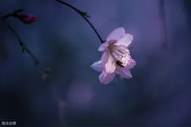 每天四十个单词，单词+例句图片