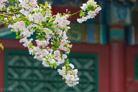桃花、梨花、杏花、樱花、海棠，傻傻分不清？这篇文章解疑答惑图片