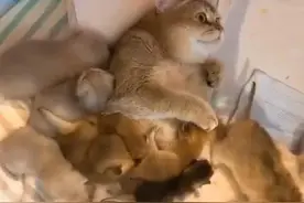 金渐层生下数只小猫，喂奶表情笑翻众人，网友：主人要发财了图片