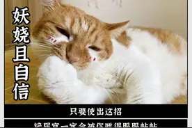 猫看到人亲热的时候，到底在想啥？图片