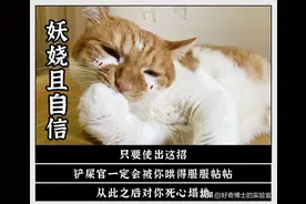 猫看到人亲热的时候，到底在想啥？图片
