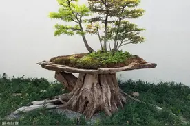 4种整株都有香味的树，家里养一棵，不生虫，还能四季飘香图片