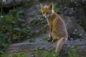 猎人打到一只狐狸扒了皮，结果村子被几百只狐狸围住，直到交出狐狸皮才散去图片