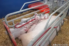 宫缩素与氯前列烯醇在母猪生产上的应用图片