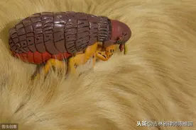 大连台山-家家都有跳蚤臭虫蟑螂的年代图片