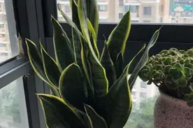 养好虎皮兰，从“选盆”开始入手，不烂根，直冒芽，养护真省心图片