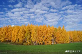 基本农田严禁种树，如果种了该如何处理？又该如何处罚？图片