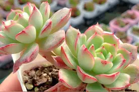 景天科多肉植物拟石莲花属：红化妆、蒂比、克拉拉、巧克力方砖图片