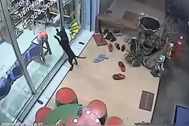 狗狗不小心与主人走散了，竟自己跑去宠物医院求助：真不让狗省心图片