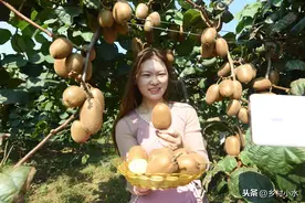 猕猴桃的“危机”，曾经按个卖到众人唾弃，背后藏了什么猫腻？图片