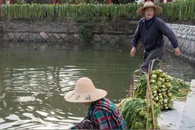 梅干菜：用哪种青菜做出的更好吃图片