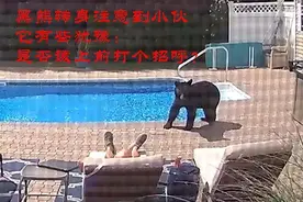 小伙在泳池边打盹，一头大黑熊将他推醒，这很“和谐”吗？图片