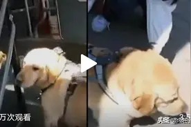 交警扮盲人坐公交被赶，导盲犬被骂哭，网友大呼心疼：请给视障人群多些善意图片