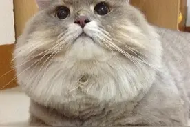 超巨厌世脸肥猫，胖到双手无法掌握，没想到有人就爱这款图片