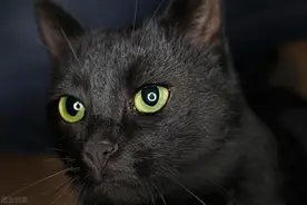 故事：兄弟拿家养的黑猫撒气，2周不到我参加了他葬礼图片
