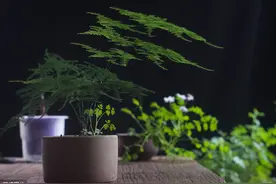 文竹总长细笋影响株型？做好这“3方面”，笋壮株旺枝繁茂图片