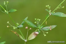 传奇的中药——白花蛇舌草图片